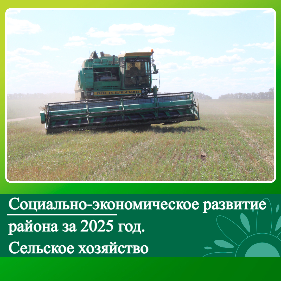 Социально-экономическое развитие Ключевского района за 2025 год. Сельское хозяйство.